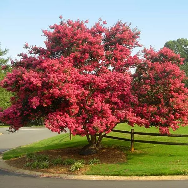Fast Growing Trees Crape Myrtles Tuscarora Crape Myrtle 3 Fast Growing Trees Crape Myrtles Tuscarora Crape Myrtle