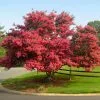 Fast Growing Trees Crape Myrtles Tuscarora Crape Myrtle 1 Fast Growing Trees Crape Myrtles Tuscarora Crape Myrtle