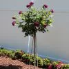 Fast Growing Trees Twilight Rose Tree 1 Fast Growing Trees Twilight Rose Tree