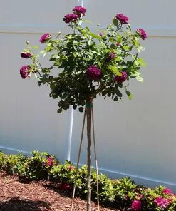 Fast Growing Trees Twilight Rose Tree