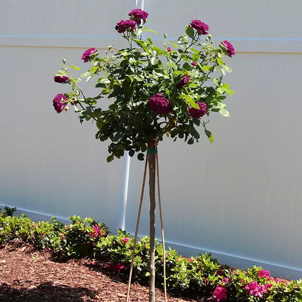 Fast Growing Trees Twilight Rose Tree 3 Fast Growing Trees Twilight Rose Tree
