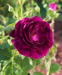 Fast Growing Trees Twilight Rose Tree 7 Fast Growing Trees Twilight Rose Tree