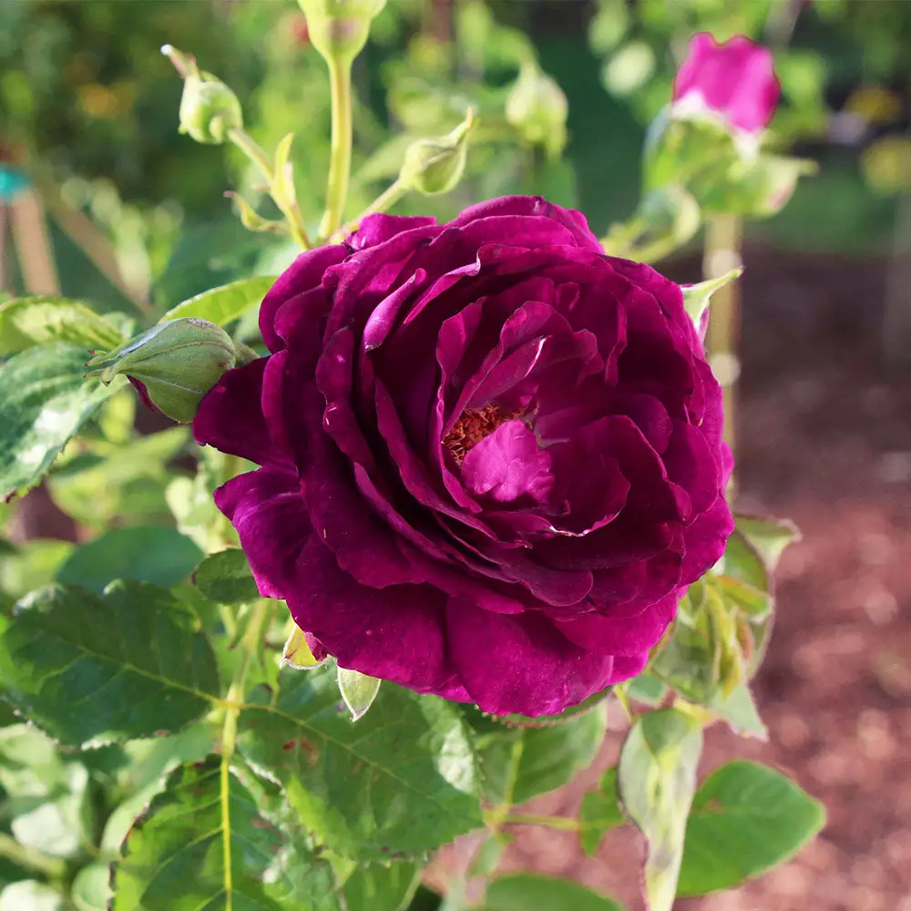 Fast Growing Trees Twilight Rose Tree 5 Fast Growing Trees Twilight Rose Tree