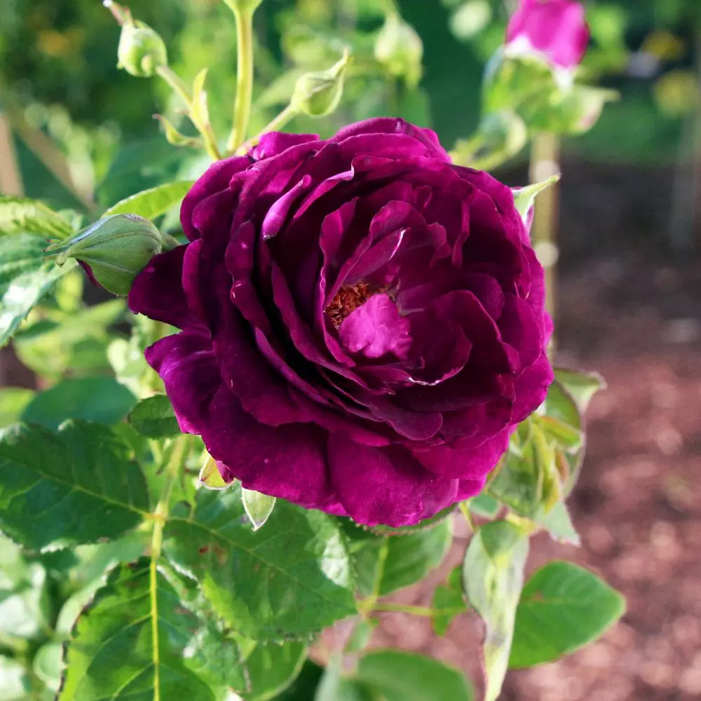 Fast Growing Trees Roses Twilight Rose Shrub 5 Fast Growing Trees Roses Twilight Rose Shrub