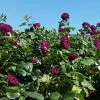 Fast Growing Trees Roses Twilight Rose Shrub 1 Fast Growing Trees Roses Twilight Rose Shrub