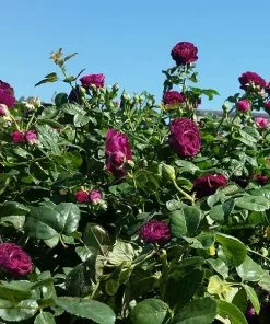 Fast Growing Trees Roses Twilight Rose Shrub