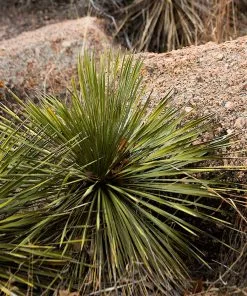 Fast Growing Trees Our Newest Arrivals Twin Flower Agave Plant 7 Fast Growing Trees Our Newest Arrivals Twin Flower Agave Plant