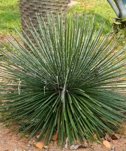 Fast Growing Trees Our Newest Arrivals Twin Flower Agave Plant 6 Fast Growing Trees Our Newest Arrivals Twin Flower Agave Plant