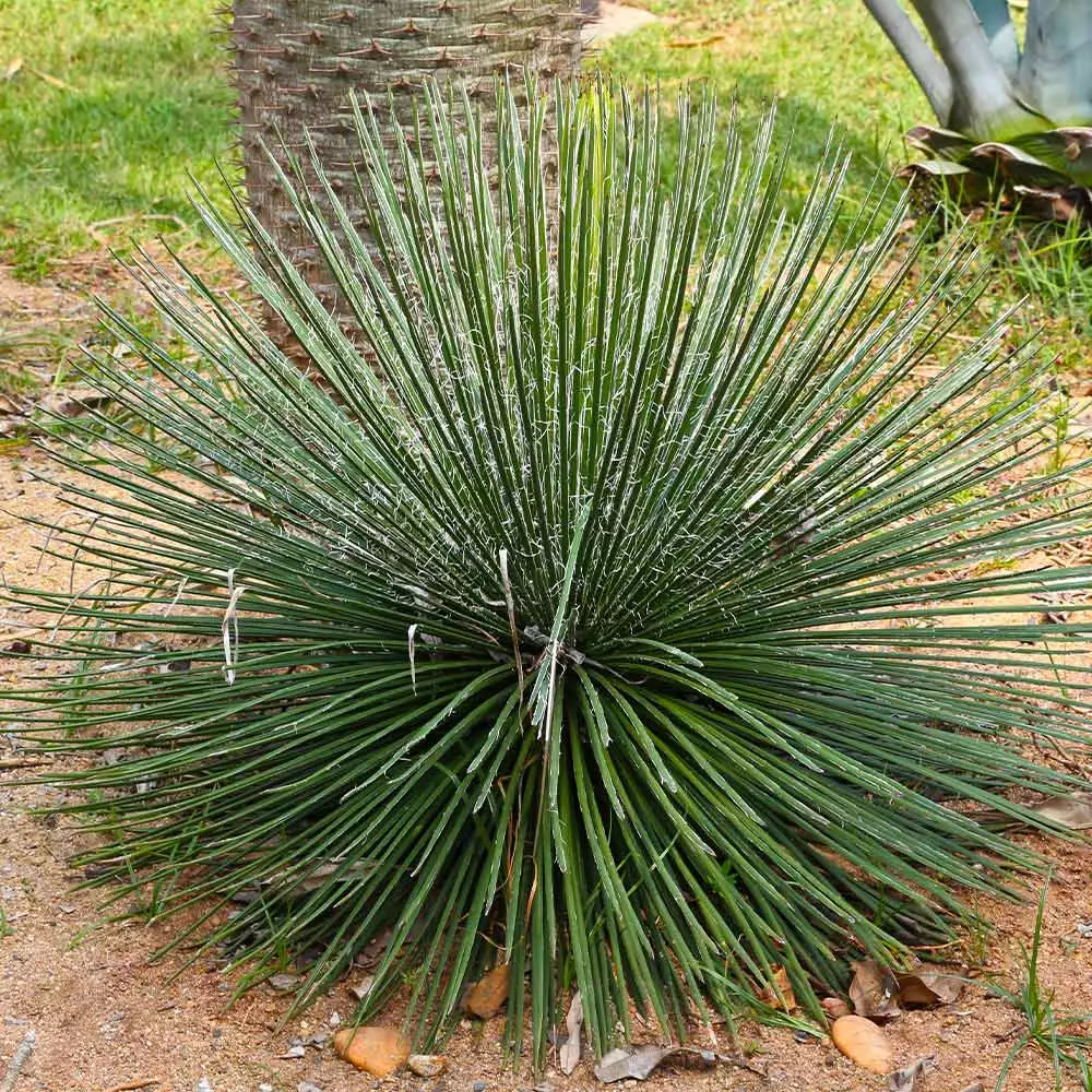 Fast Growing Trees Our Newest Arrivals Twin Flower Agave Plant 4 Fast Growing Trees Our Newest Arrivals Twin Flower Agave Plant