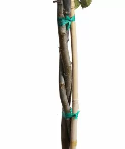 Fast Growing Trees Fuji & Haralson Twisted Apple Tree 9 Fast Growing Trees Fuji & Haralson Twisted Apple Tree