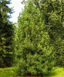 Fast Growing Trees Japanese Umbrella Pine Tree Pine Trees 10 Fast Growing Trees Japanese Umbrella Pine Tree Pine Trees