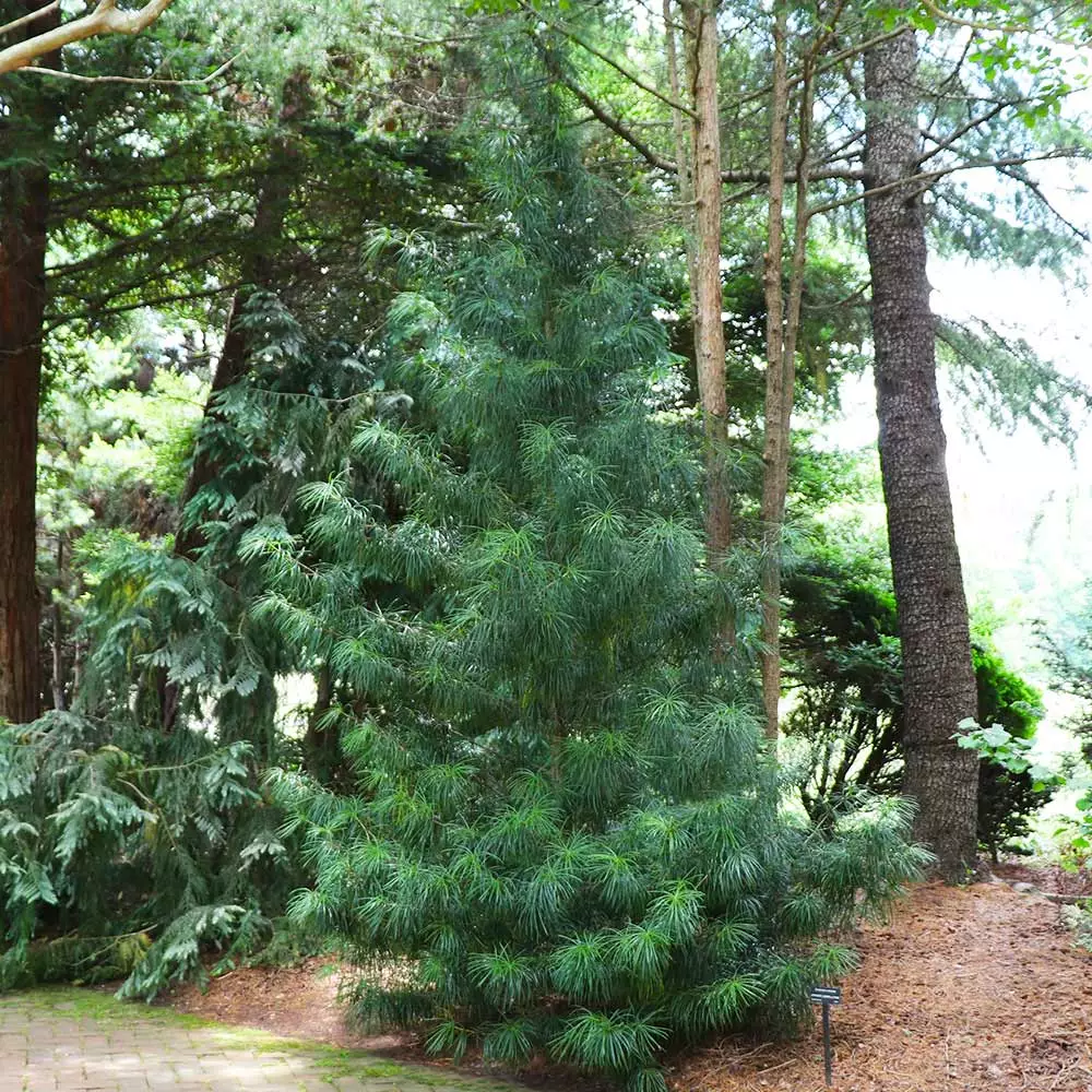 Fast Growing Trees Japanese Umbrella Pine Tree Pine Trees 5 Fast Growing Trees Japanese Umbrella Pine Tree Pine Trees