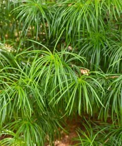 Fast Growing Trees Japanese Umbrella Pine Tree Pine Trees 11 Fast Growing Trees Japanese Umbrella Pine Tree Pine Trees