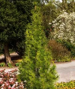 Fast Growing Trees Japanese Umbrella Pine Tree Pine Trees