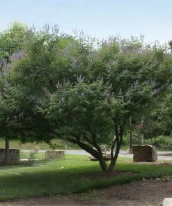 Fast Growing Trees Purple Flowers Vitex Chaste Tree 8 Fast Growing Trees Purple Flowers Vitex Chaste Tree