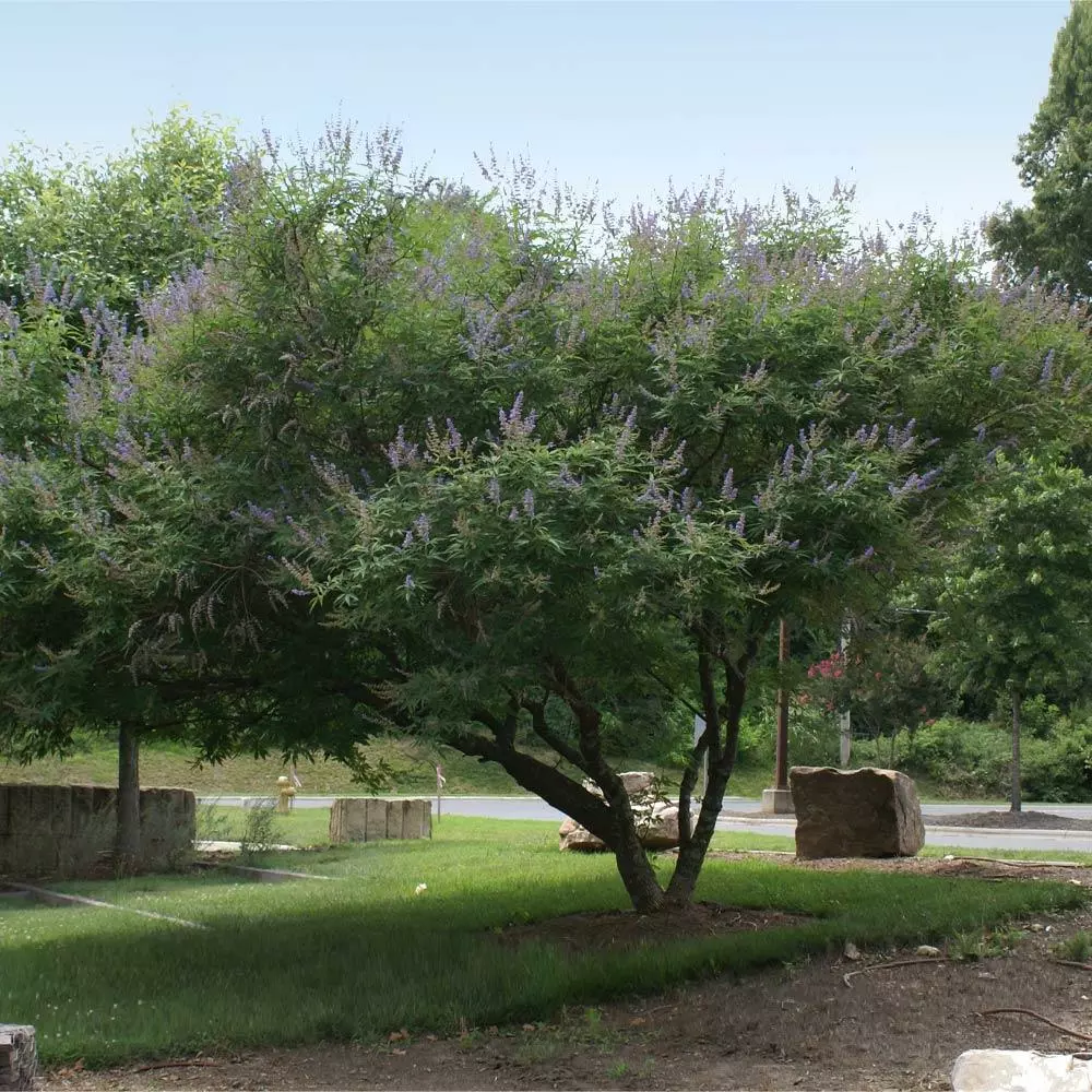 Fast Growing Trees Purple Flowers Vitex Chaste Tree 5 Fast Growing Trees Purple Flowers Vitex Chaste Tree