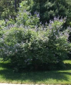 Fast Growing Trees Purple Flowers Vitex Chaste Tree 9 Fast Growing Trees Purple Flowers Vitex Chaste Tree