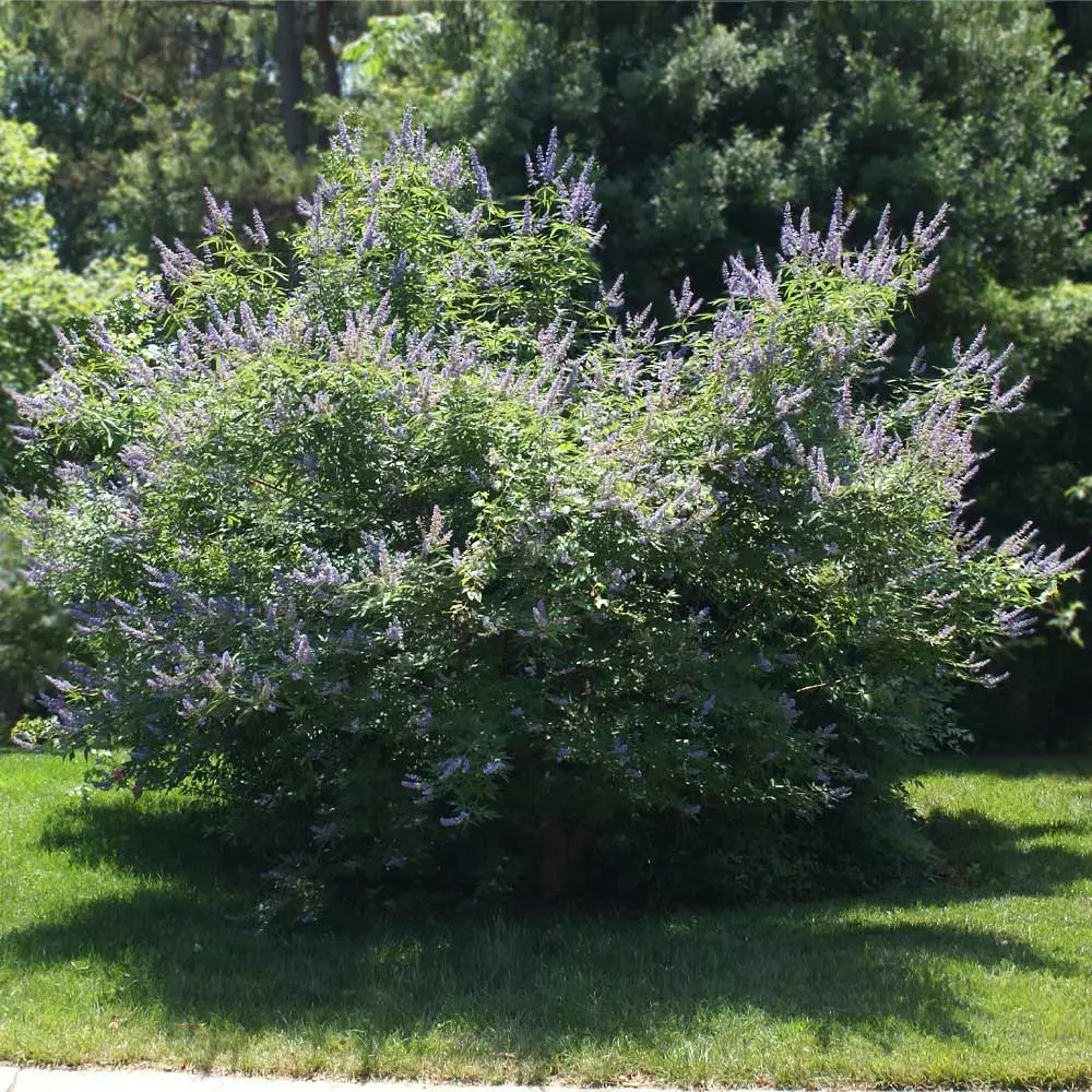 Fast Growing Trees Purple Flowers Vitex Chaste Tree 6 Fast Growing Trees Purple Flowers Vitex Chaste Tree