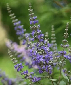 Fast Growing Trees Purple Flowers Vitex Chaste Tree
