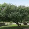 Fast Growing Trees Purple Flowers Vitex Chaste Tree 2 Fast Growing Trees Purple Flowers Vitex Chaste Tree