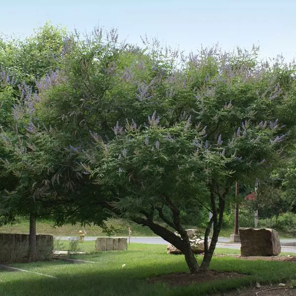 Fast Growing Trees Purple Flowers Vitex Chaste Tree 3 Fast Growing Trees Purple Flowers Vitex Chaste Tree