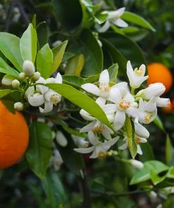 Fast Growing Trees Valencia Orange Tree Citrus Trees 12 Fast Growing Trees Valencia Orange Tree Citrus Trees