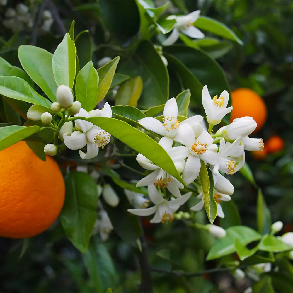 Fast Growing Trees Valencia Orange Tree Citrus Trees 5 Fast Growing Trees Valencia Orange Tree Citrus Trees
