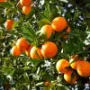 Fast Growing Trees Valencia Orange Tree Citrus Trees