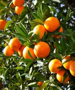 Fast Growing Trees Valencia Orange Tree Citrus Trees
