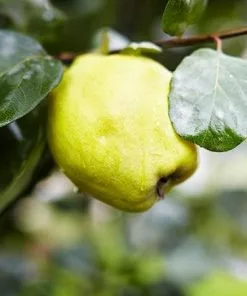 Fast Growing Trees See All Fruit Trees Van Deman Quince 9 Fast Growing Trees See All Fruit Trees Van Deman Quince