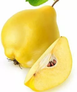 Fast Growing Trees See All Fruit Trees Van Deman Quince 8 Fast Growing Trees See All Fruit Trees Van Deman Quince