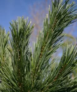 Fast Growing Trees Vanderwolf's Pyramid Limber Pine 9 Fast Growing Trees Vanderwolf's Pyramid Limber Pine