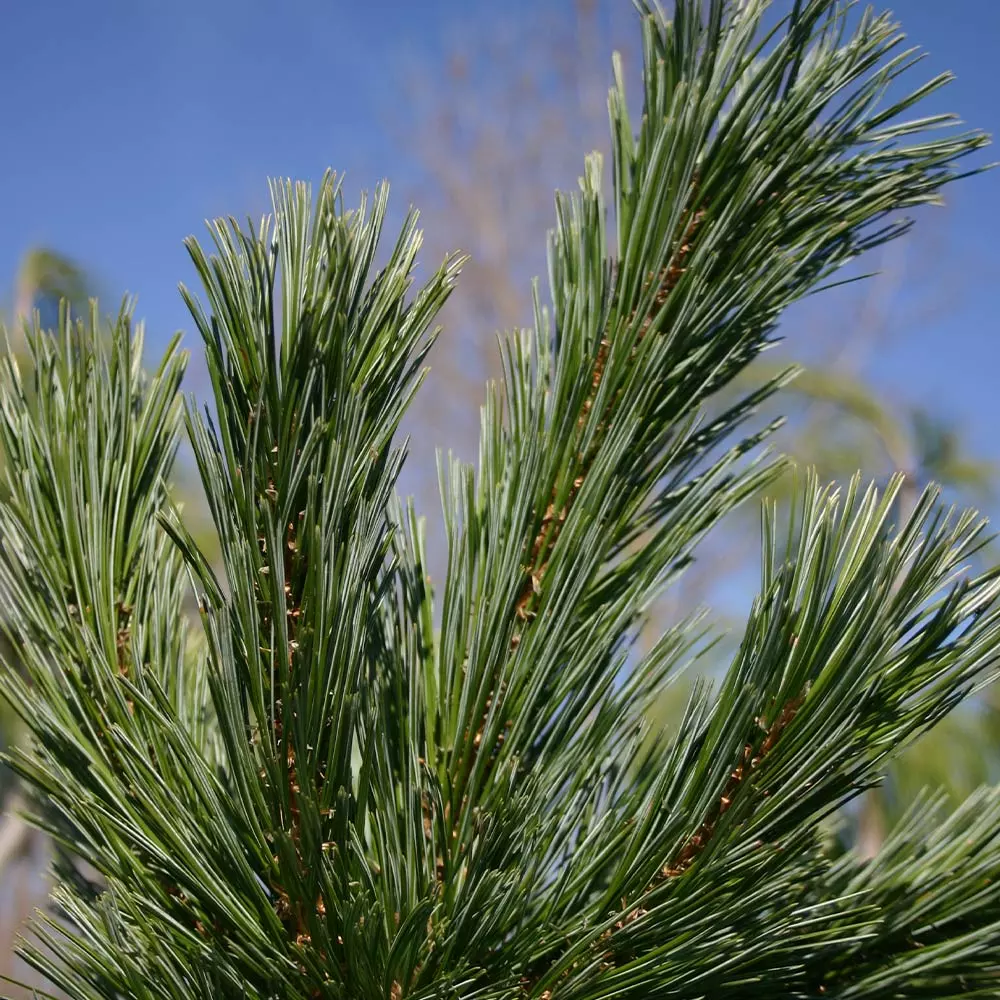Fast Growing Trees Vanderwolf's Pyramid Limber Pine 6 Fast Growing Trees Vanderwolf's Pyramid Limber Pine