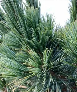 Fast Growing Trees Vanderwolf's Pyramid Limber Pine 8 Fast Growing Trees Vanderwolf's Pyramid Limber Pine