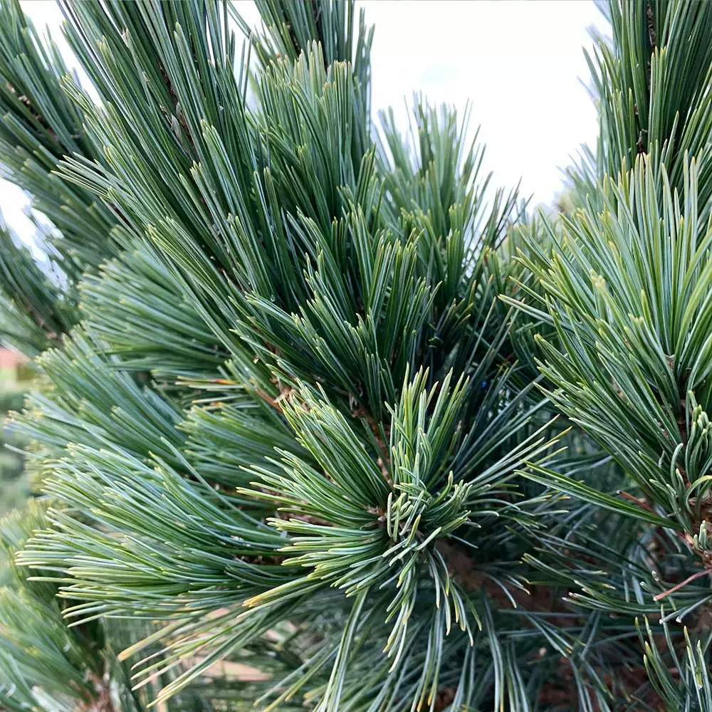 Fast Growing Trees Vanderwolf's Pyramid Limber Pine 5 Fast Growing Trees Vanderwolf's Pyramid Limber Pine