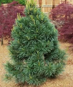 Fast Growing Trees Vanderwolf's Pyramid Limber Pine