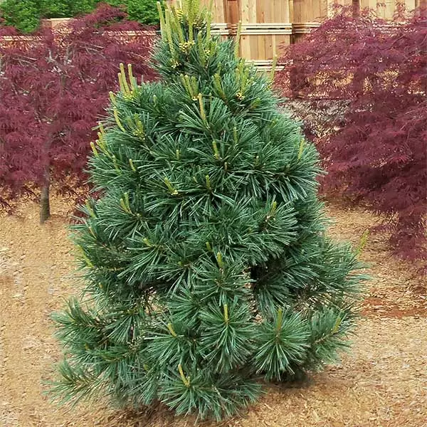 Fast Growing Trees Vanderwolf's Pyramid Limber Pine 3 Fast Growing Trees Vanderwolf's Pyramid Limber Pine