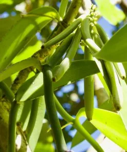 Fast Growing Trees Vanilla Bean Plant 7 Fast Growing Trees Vanilla Bean Plant