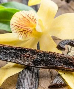 Fast Growing Trees Vanilla Bean Plant