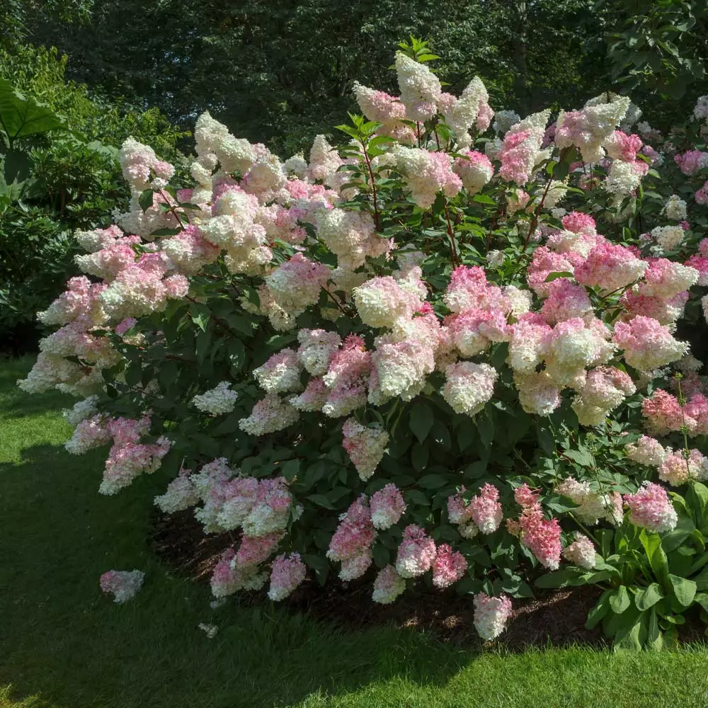 Fast Growing Trees Vanilla Strawberry™ Hydrangea Shrub 4 Fast Growing Trees Vanilla Strawberry™ Hydrangea Shrub