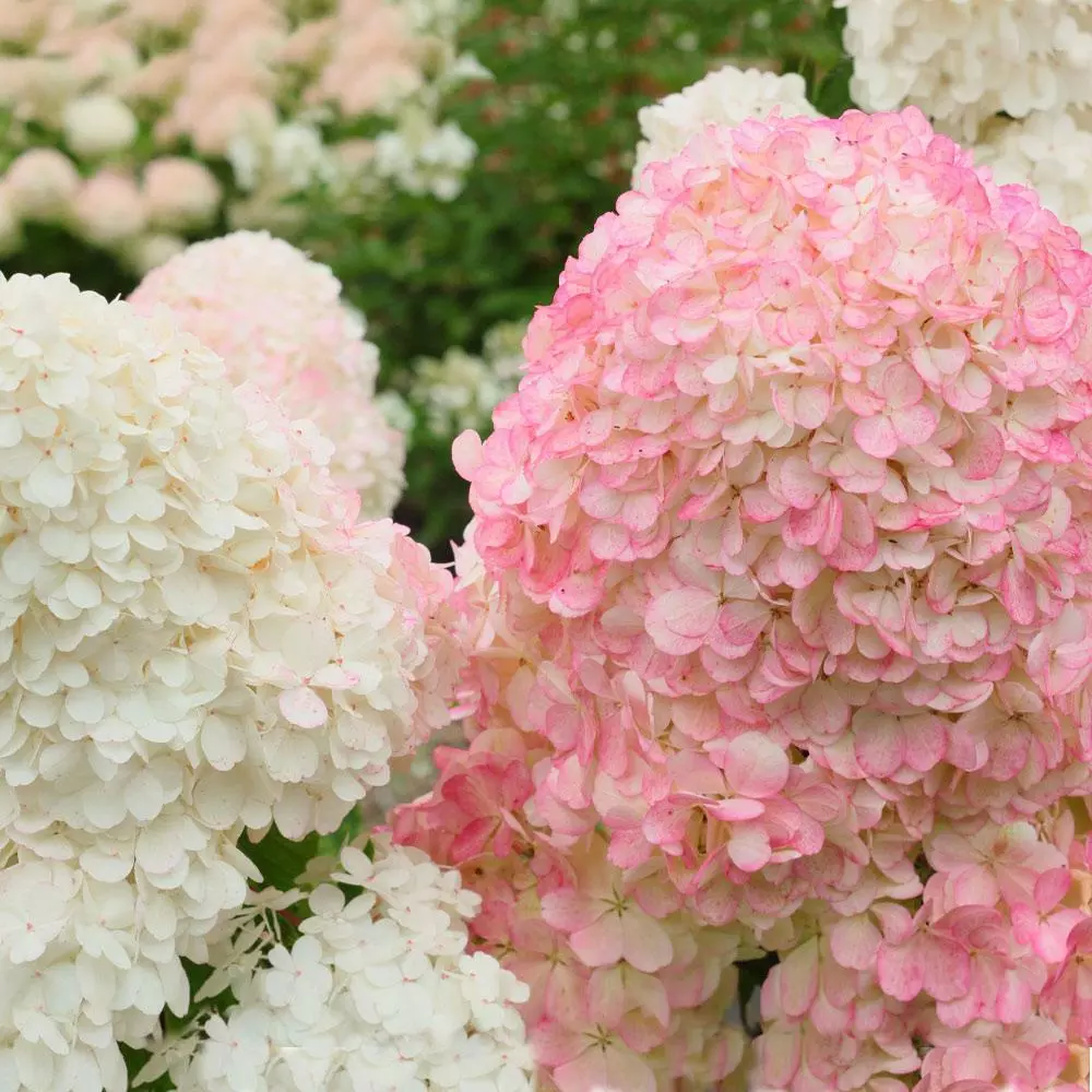 Fast Growing Trees Vanilla Strawberry™ Hydrangea Shrub 5 Fast Growing Trees Vanilla Strawberry™ Hydrangea Shrub