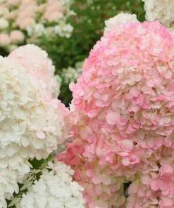 Fast Growing Trees See All Flowering Trees Vanilla Strawberry™ Hydrangea Tree