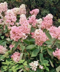 Fast Growing Trees Vanilla Strawberry™ Hydrangea Shrub 9 Fast Growing Trees Vanilla Strawberry™ Hydrangea Shrub