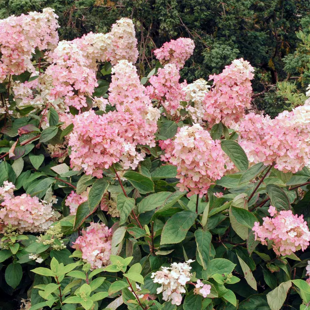 Fast Growing Trees Vanilla Strawberry™ Hydrangea Shrub 6 Fast Growing Trees Vanilla Strawberry™ Hydrangea Shrub