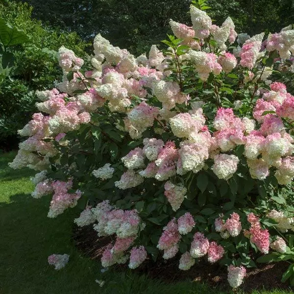 Fast Growing Trees Vanilla Strawberry™ Hydrangea Shrub 3 Fast Growing Trees Vanilla Strawberry™ Hydrangea Shrub