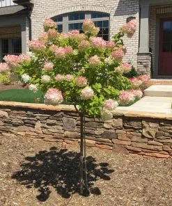 Fast Growing Trees See All Flowering Trees Vanilla Strawberry™ Hydrangea Tree