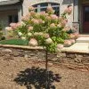 Fast Growing Trees See All Flowering Trees Vanilla Strawberry™ Hydrangea Tree 1 Fast Growing Trees See All Flowering Trees Vanilla Strawberry™ Hydrangea Tree