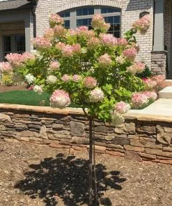 Fast Growing Trees See All Flowering Trees Vanilla Strawberry™ Hydrangea Tree