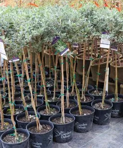 Fast Growing Trees See All Shrubs & Hedges Vanilla Treat™ Butterfly Bush (Tree Form) 9 Fast Growing Trees See All Shrubs & Hedges Vanilla Treat™ Butterfly Bush (Tree Form)