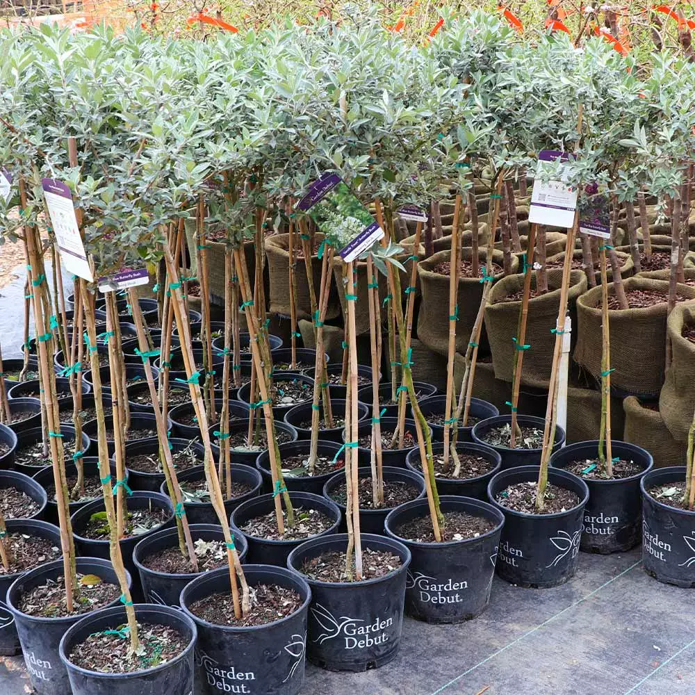Fast Growing Trees See All Shrubs & Hedges Vanilla Treat™ Butterfly Bush (Tree Form) 6 Fast Growing Trees See All Shrubs & Hedges Vanilla Treat™ Butterfly Bush (Tree Form)